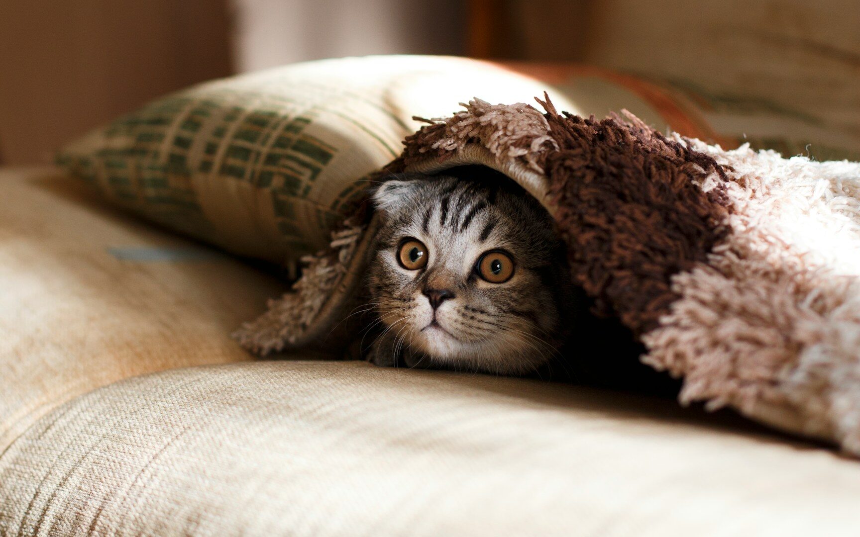 cat names - brown kitten under blanket