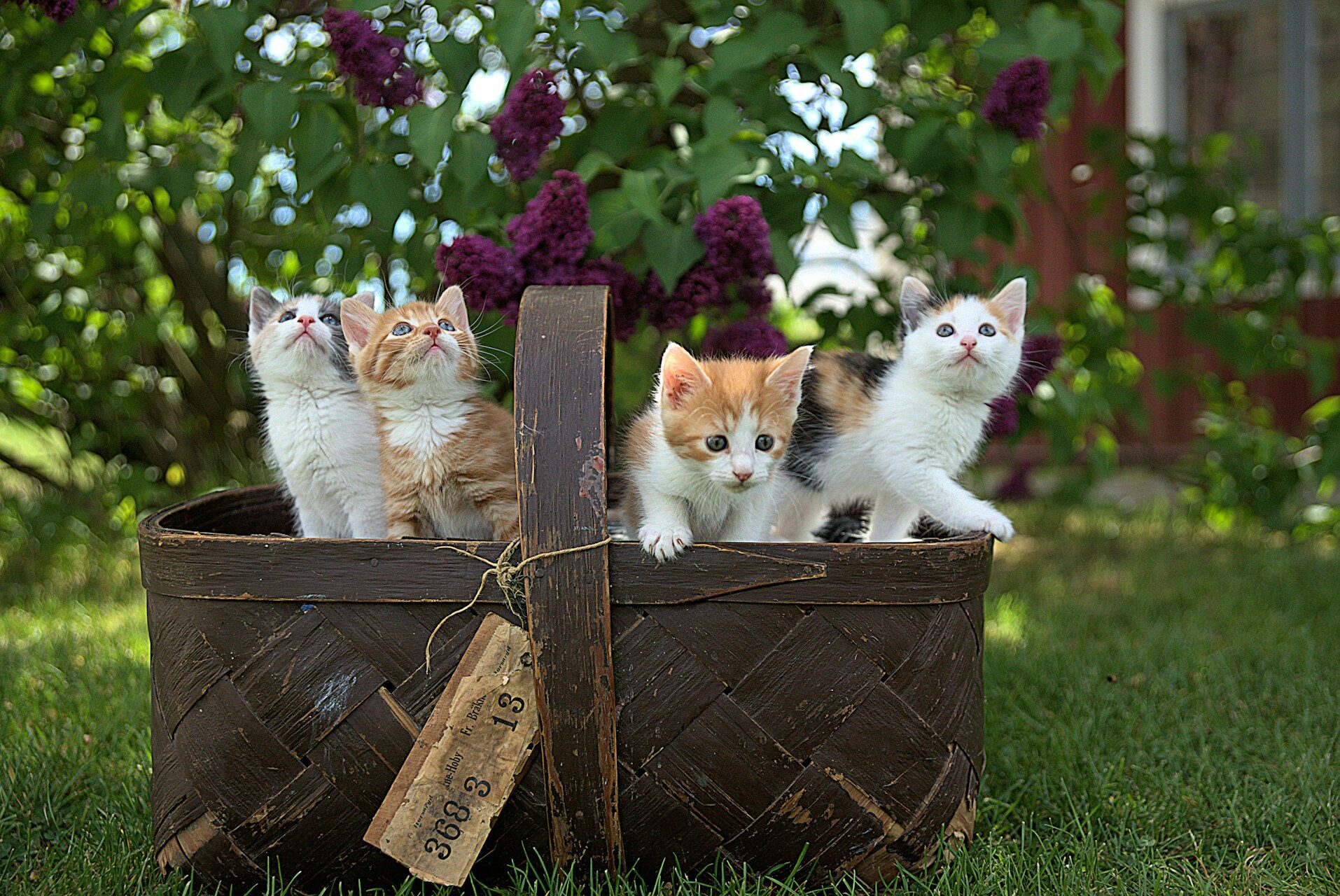 cat names - four kittens in basket