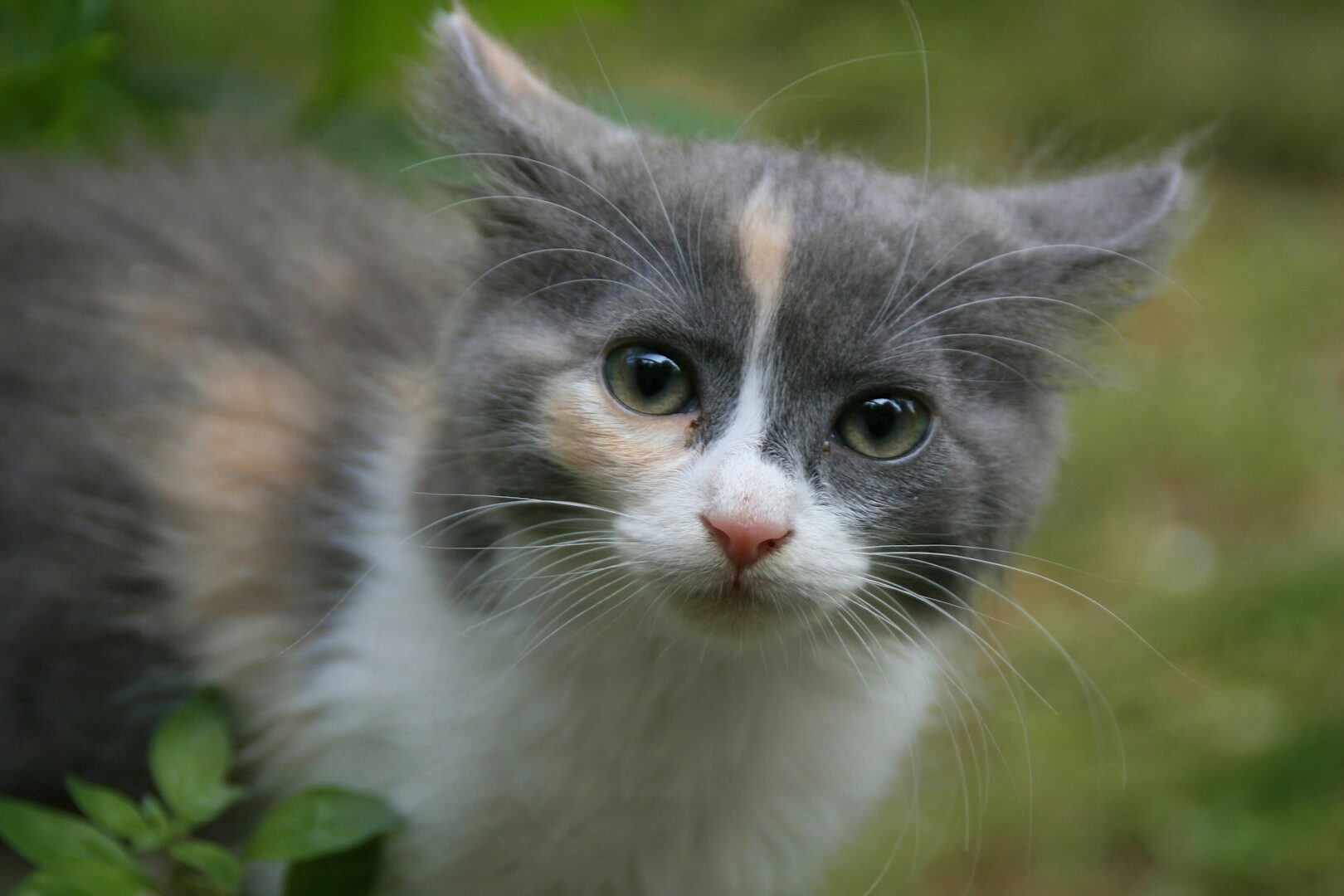 cat names - white brown kitten