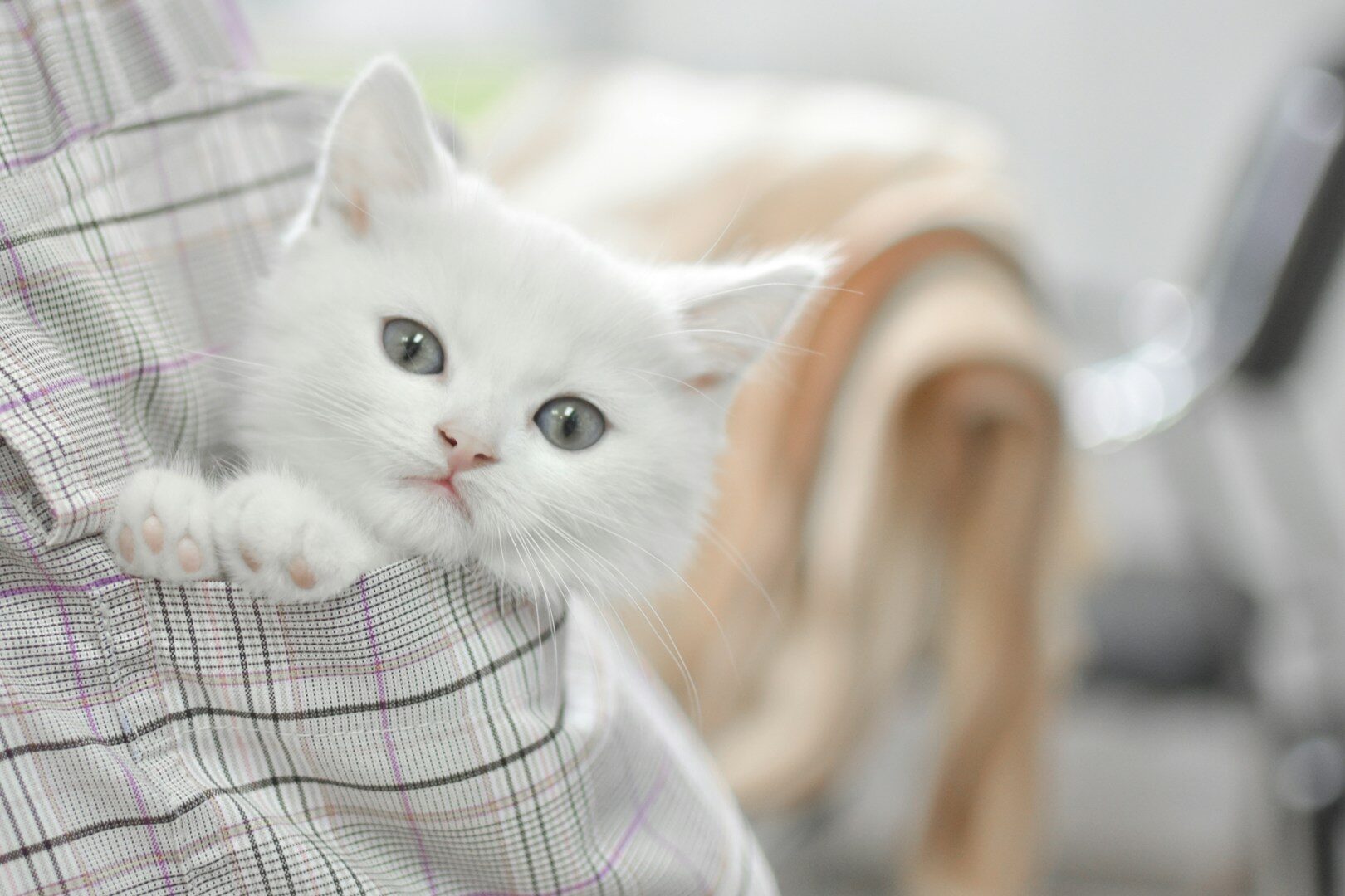 cat names - white kitten in pocket