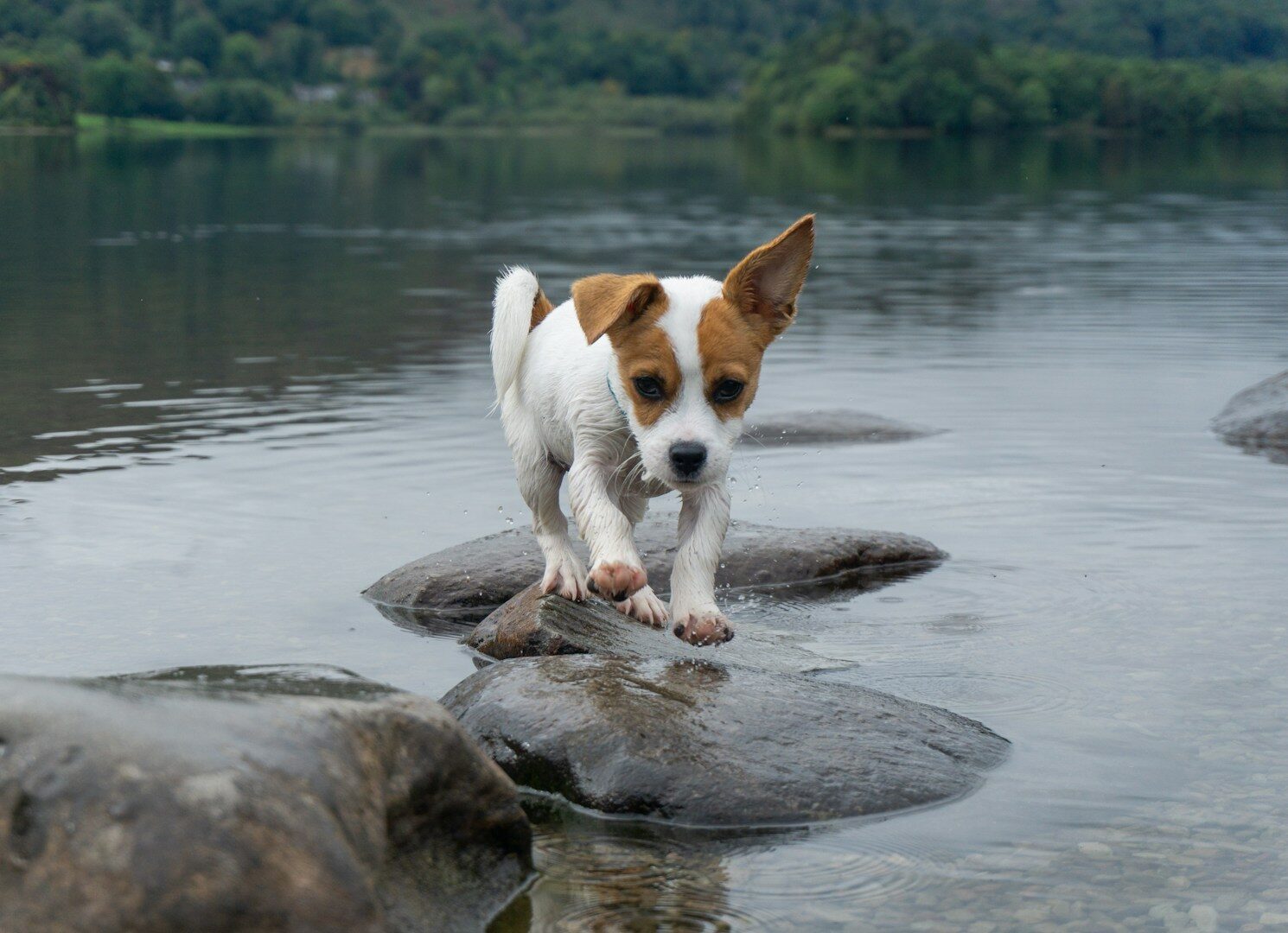 dog friendly uk - jack russell lake district