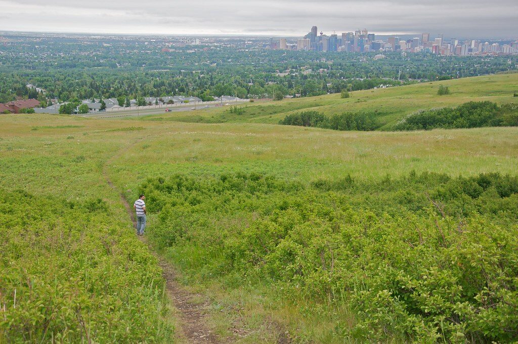 dog walks in canada - ab calgary nose hill park