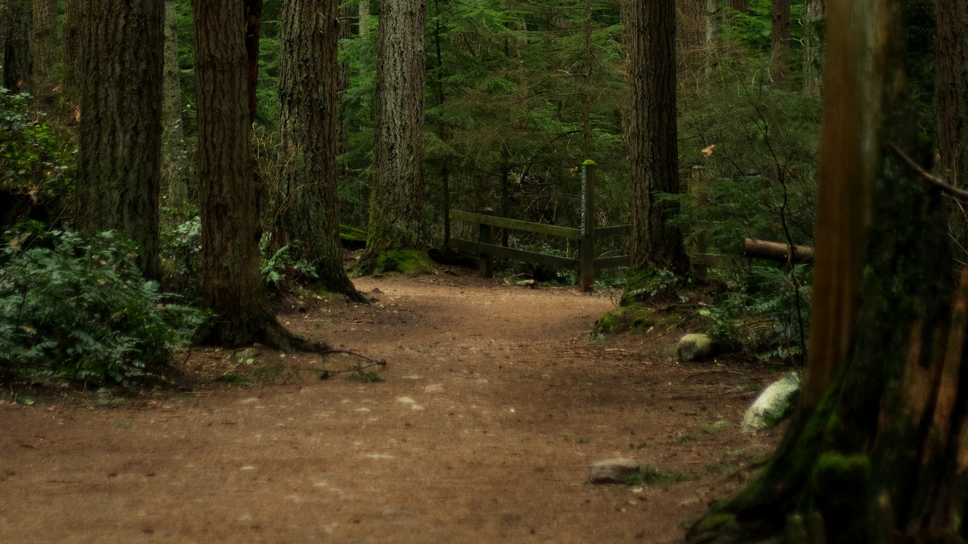 dog walks in canada - bc pacific spirit regional park