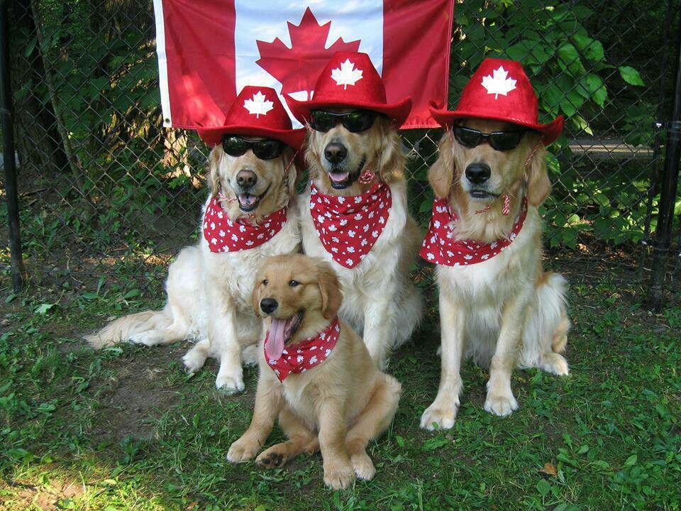 dog walks in canada - dogs flag sunglasses