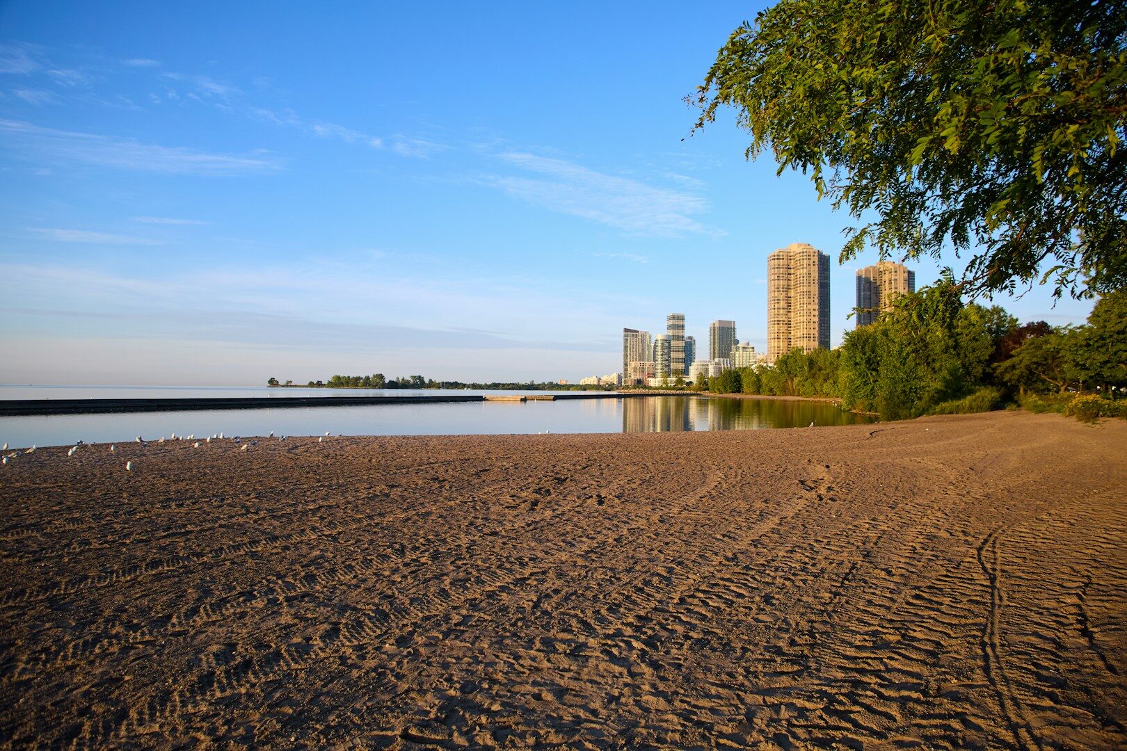 dog walks in canada - on toronto beaches boardwalk