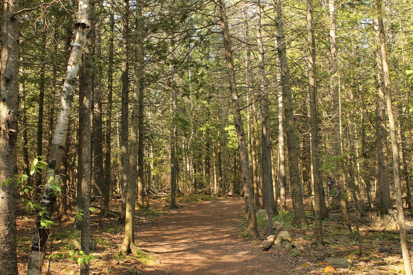 dog walks in canada - on windy lake provincial park