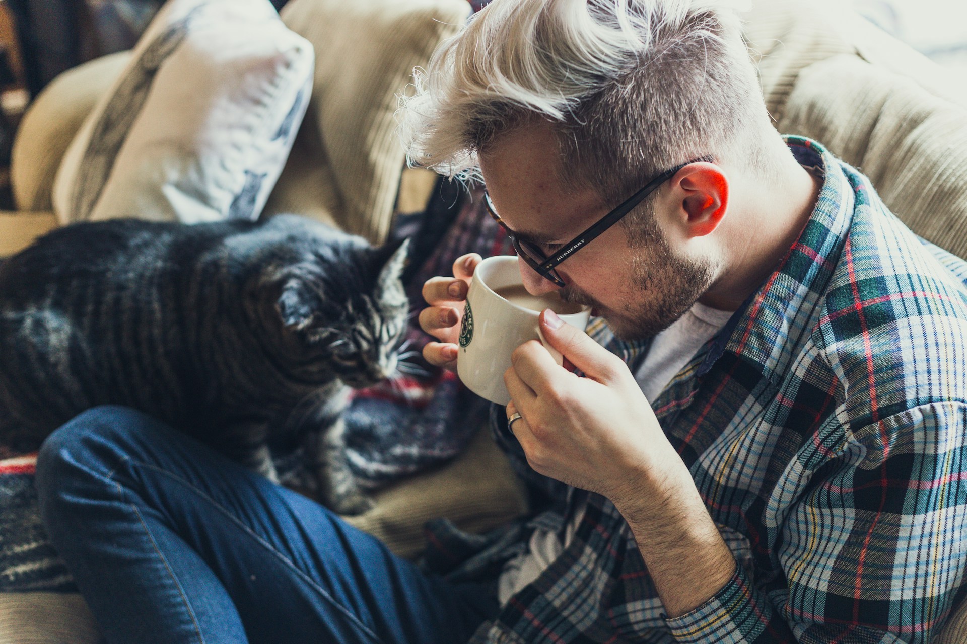 free pet sitting - insider takes time cost effort - housesitter cat