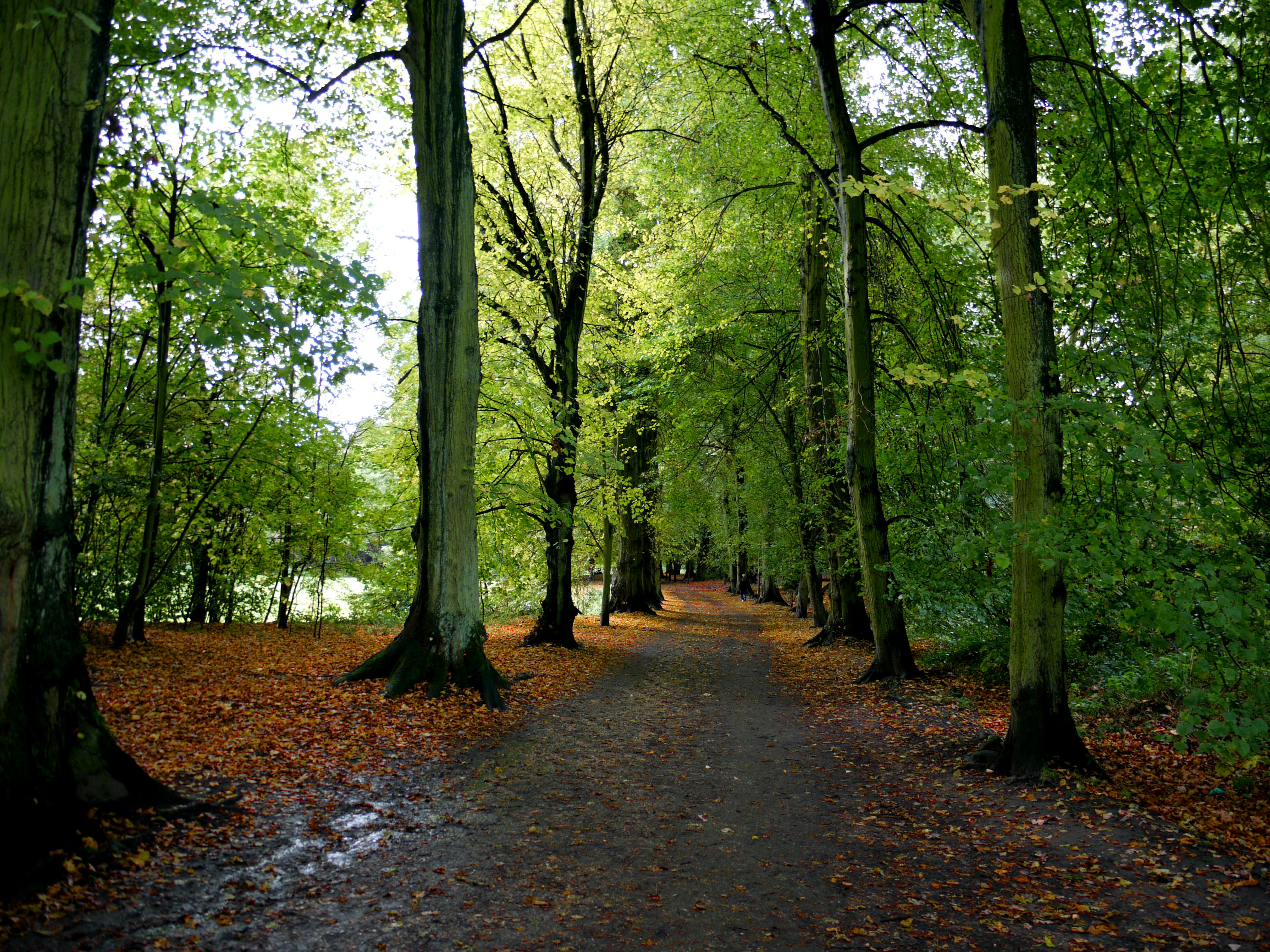 Dog walking jobs London - hampstead heath