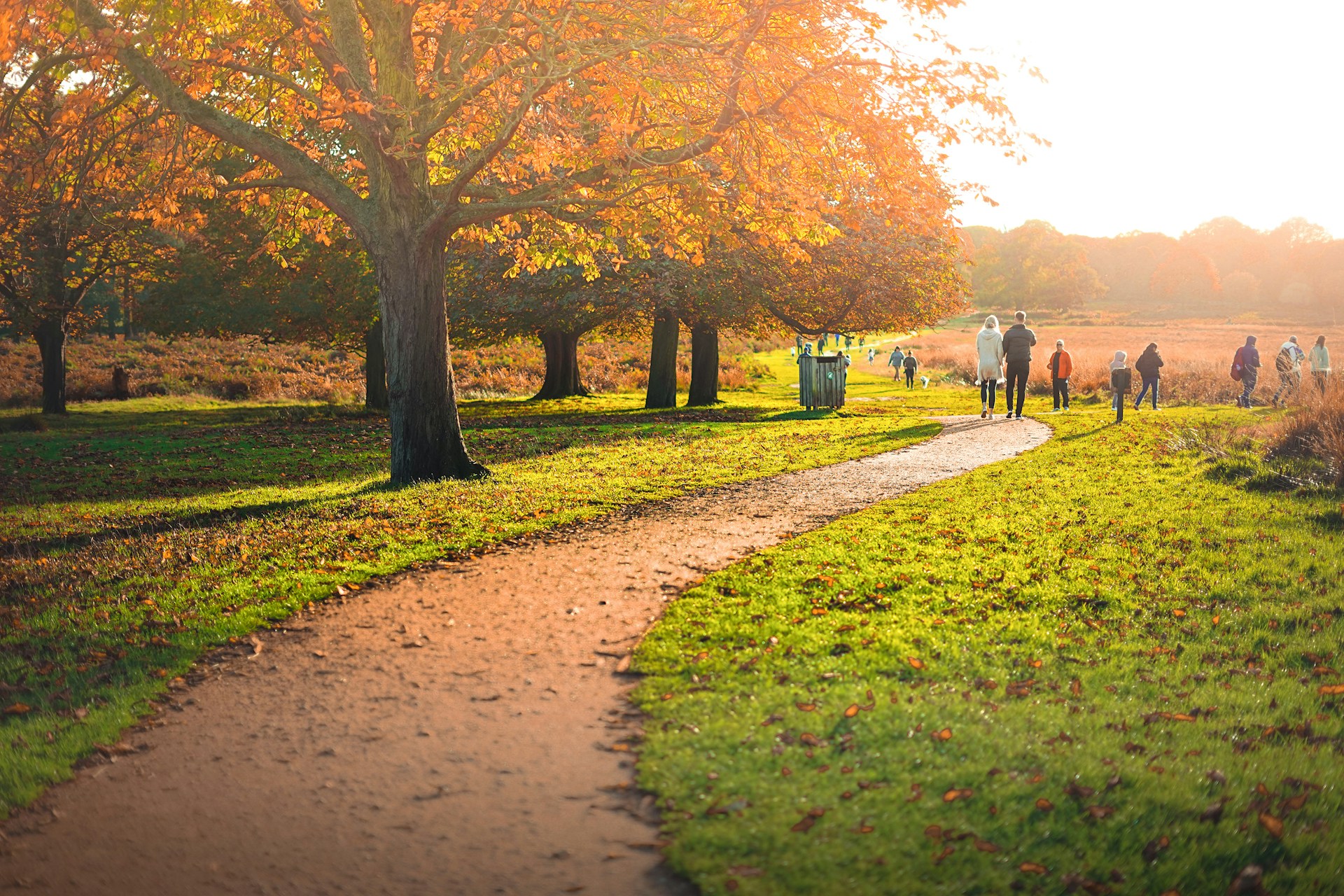 Dog walking jobs London - richmond park
